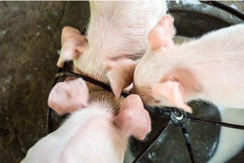 Raising Healthy Pigs | Ways to Make Money While Homesteading