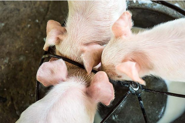 9 Tips for Raising Healthy Pigs