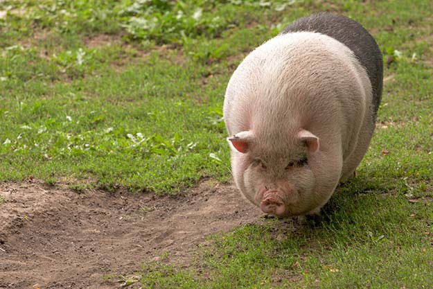 Overfed Pig | 9 Tips for Raising Healthy Pigs 