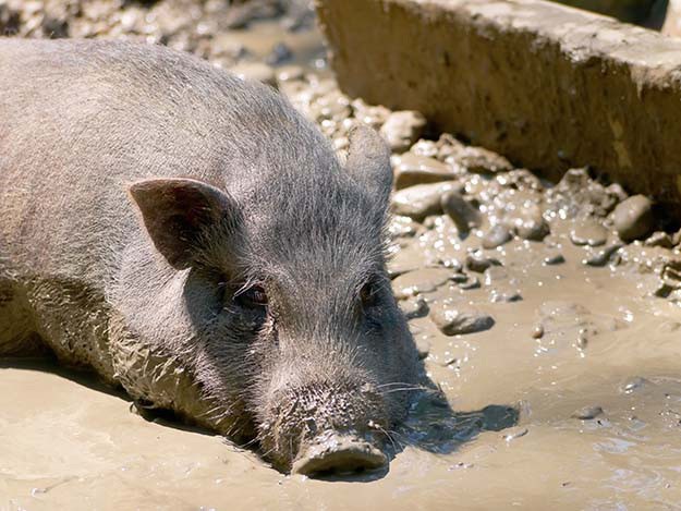Pig in Mud Hole | 9 Tips for Raising Healthy Pigs 