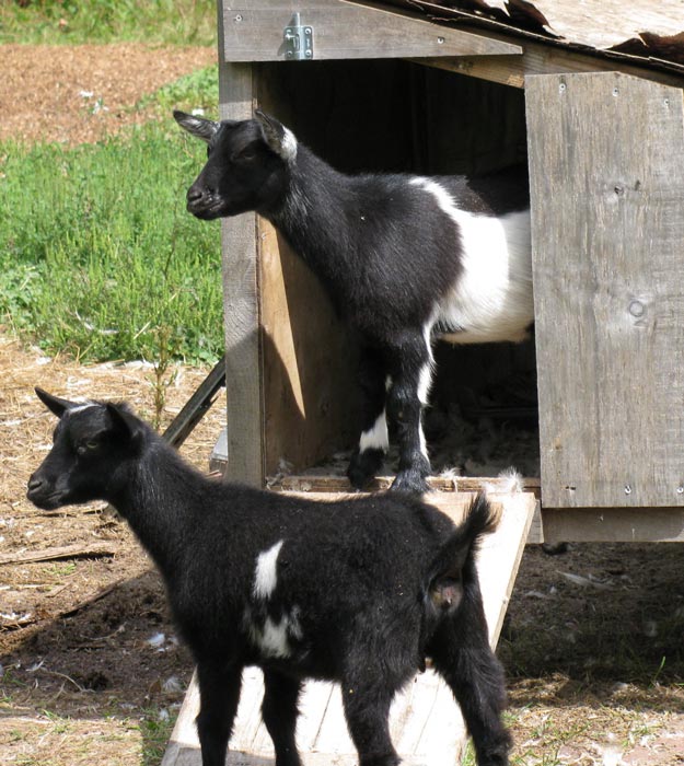 Goat Shelter