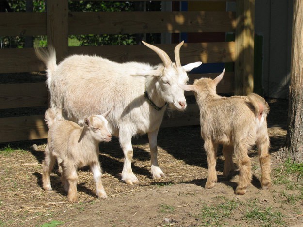 Goat Wool