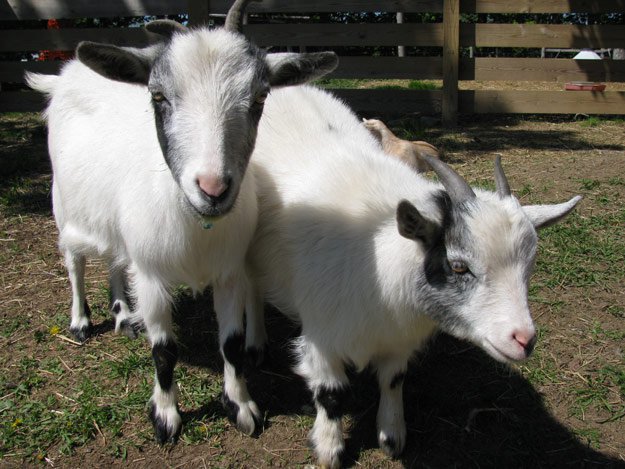 Raise Goats | Homesteading On A Budget 