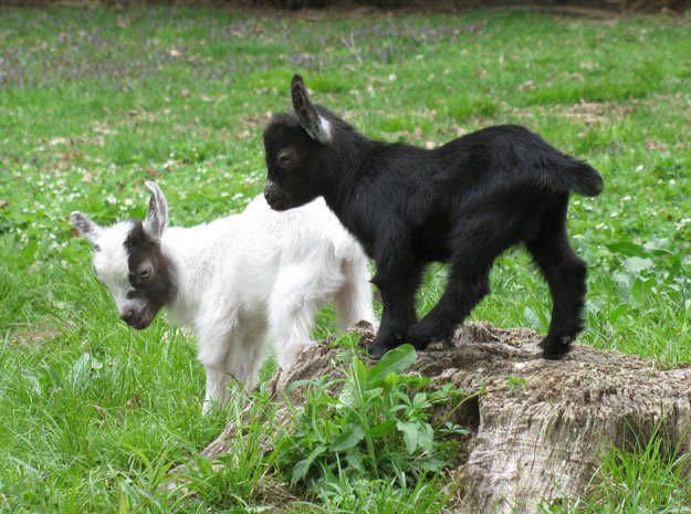 Goats as Pets