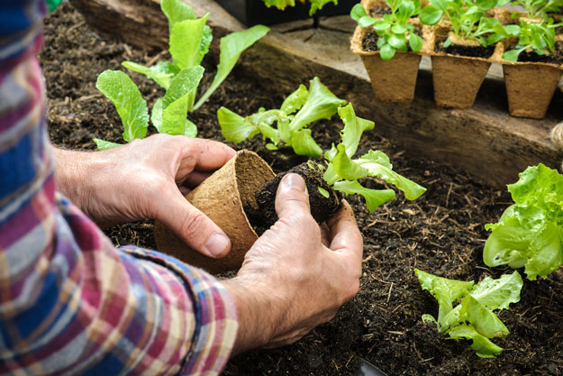 Gardening Ideas On a Budget | Ways to Make Money While Homesteading 