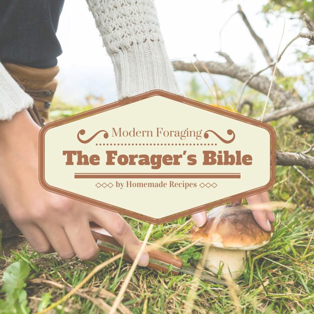 The Forager's Bible | Homesteading On A Budget 