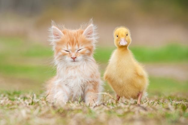 kitten and duck on the farm