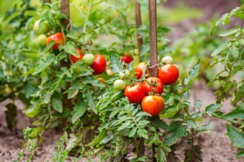 10 Tips For Growing Perfect Tomatoes | 20 Garden Tips And Hacks That Will Help You Become a Gardening Expert