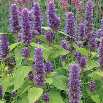 Anise Hyssop | How To Blend Edible Landscaping With Ornamentals [Infographic]