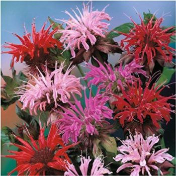 Bee Balm | How To Blend Edible Landscaping With Ornamentals [Infographic]