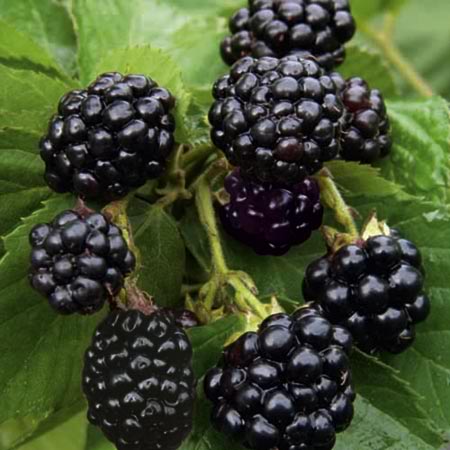 Blackberries | How To Blend Edible Landscaping With Ornamentals [Infographic]