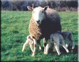 Border Leicester Sheep | 25 Most Popular Breed of Sheep