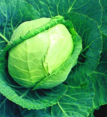 Cabbage | How To Blend Edible Landscaping With Ornamentals [Infographic]