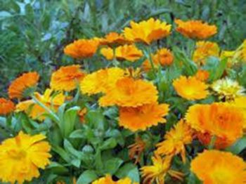 Calendula | How To Blend Edible Landscaping With Ornamentals [Infographic]