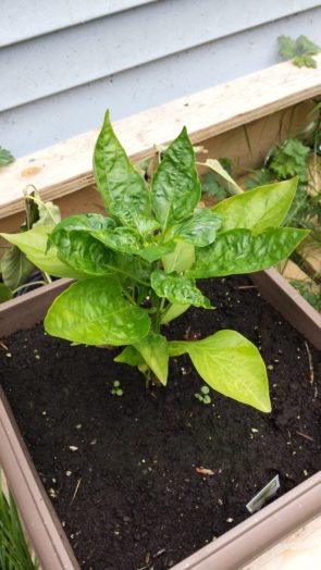 California Wonder Pepper | How To Grow Peppers From Seeds