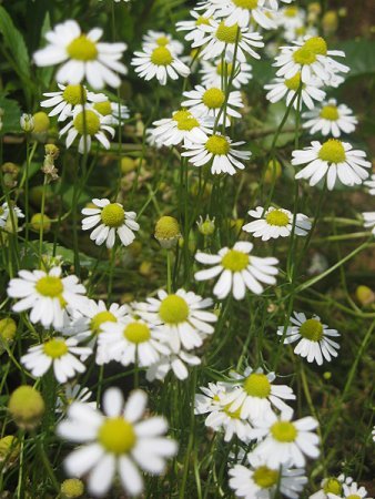 Chamomile | How To Blend Edible Landscaping With Ornamentals [Infographic]