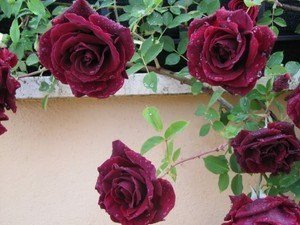 Climbing Roses | How To Blend Edible Landscaping With Ornamentals [Infographic]