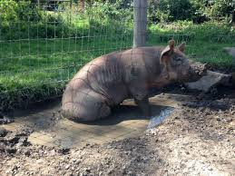Create a mud hole for your Pigs | Keeping Your Barn Animals Cool for the Summer | Homesteading Tips For Summer Preparedness