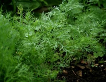 Dill | How To Blend Edible Landscaping With Ornamentals [Infographic]