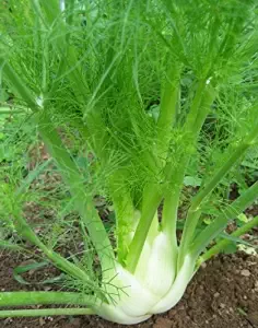 Fennel | How To Blend Edible Landscaping With Ornamentals [Infographic]