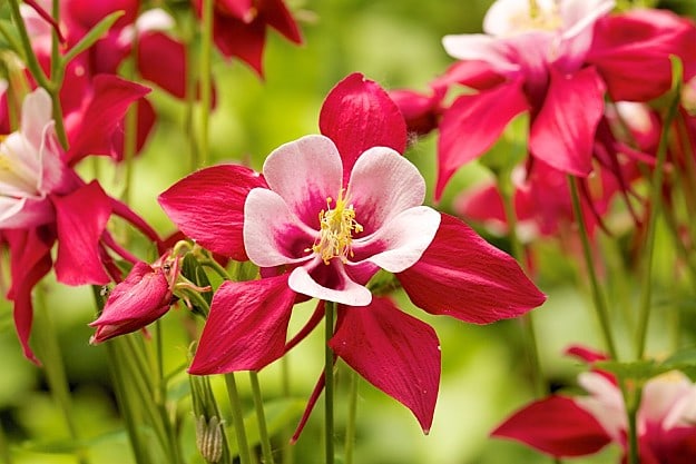 Columbine Attracts Hummingbirds | Amazing Flowers That Attract Hummingbirds To Keep In Your Homestead