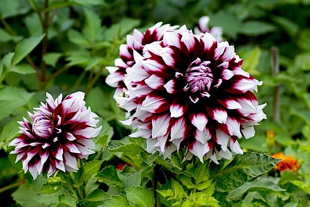 Dahlias Attract Hummingbirds | Amazing Flowers That Attract Hummingbirds To Keep In Your Homestead