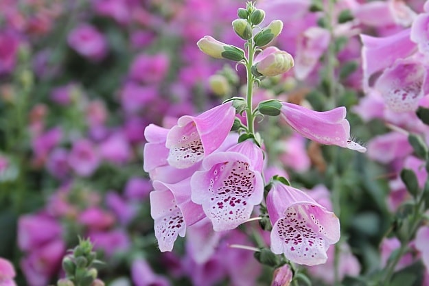 Foxglove Attracts Hummingbirds | Amazing Flowers That Attract Hummingbirds To Keep In Your Homestead