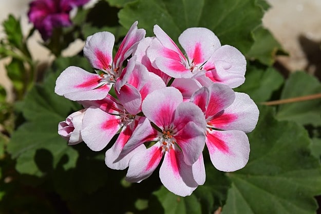 Geranium Attracts Hummingbirds | Amazing Flowers That Attract Hummingbirds To Keep In Your Homestead