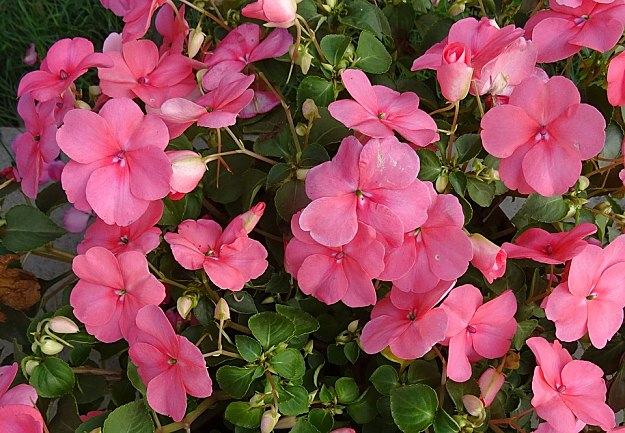 Impatiens Attract Hummingbirds | Amazing Flowers That Attract Hummingbirds To Keep In Your Homestead