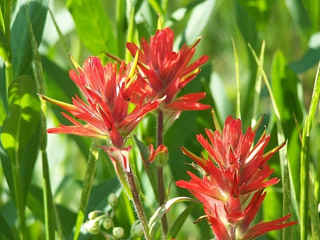 Paintbrush Attracts Hummingbirds | Amazing Flowers That Attract Hummingbirds To Keep In Your Homestead