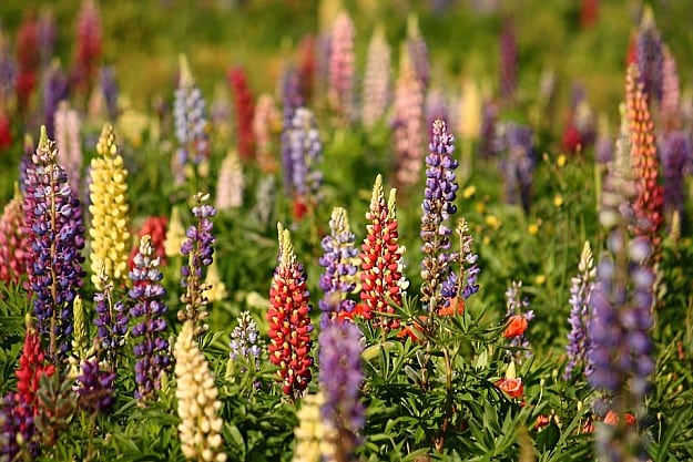 Lupine Attracts Hummingbirds | Amazing Flowers That Attract Hummingbirds To Keep In Your Homestead