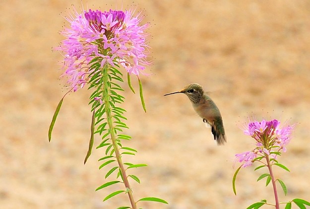 Spider Flower Attracts Hummingbirds | Amazing Flowers That Attract Hummingbirds To Keep In Your Homestead
