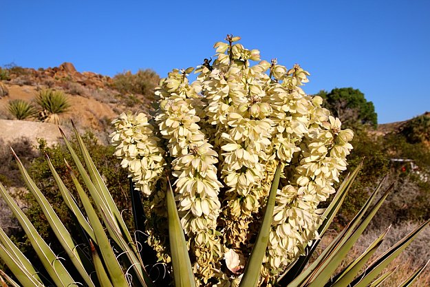 Yucca Attracts Hummingbirds | Amazing Flowers That Attract Hummingbirds To Keep In Your Homestead