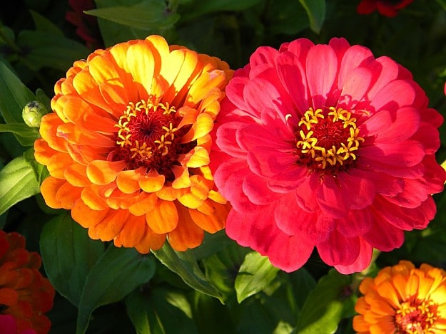 Zinnia Attracts Hummingbirds | Amazing Flowers That Attract Hummingbirds To Keep In Your Homestead