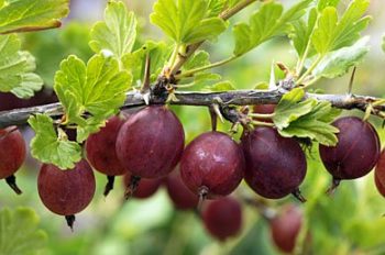 Gooseberries | How To Blend Edible Landscaping With Ornamentals [Infographic]