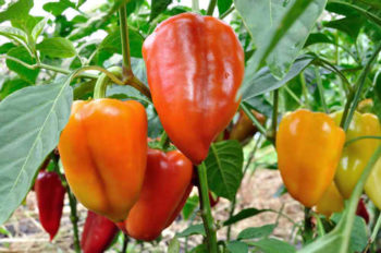 Harvesting | How To Grow Peppers From Seeds