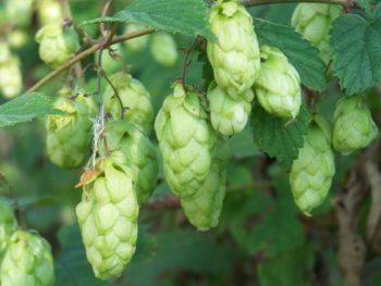 Hops | How To Blend Edible Landscaping With Ornamentals [Infographic]