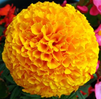Marigold | How To Blend Edible Landscaping With Ornamentals [Infographic]
