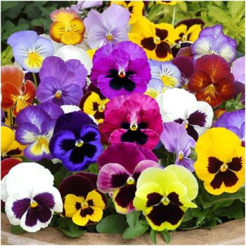 Pansies | How To Blend Edible Landscaping With Ornamentals [Infographic]