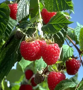 Raspberries | How To Blend Edible Landscaping With Ornamentals [Infographic]