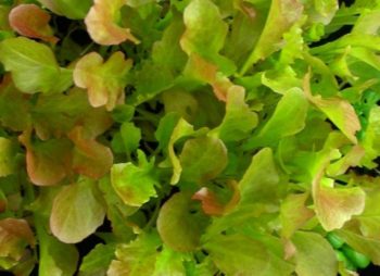 Salad Vegetables | How To Blend Edible Landscaping With Ornamentals [Infographic]