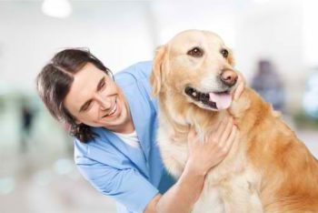 Seek a Board-Certified Veterinary Behaviorist | 9 Ways To Calm Your Dogs During Thunderstorms