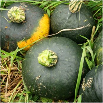 Squash | How To Blend Edible Landscaping With Ornamentals [Infographic]