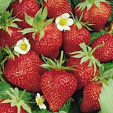 Strawberries | How To Blend Edible Landscaping With Ornamentals [Infographic]