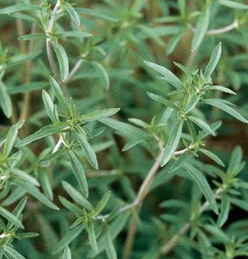 Summer Savory | How To Blend Edible Landscaping With Ornamentals [Infographic]