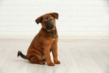 Take care of it early in dog's life | 9 Ways To Calm Your Dogs During Thunderstorms