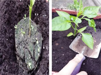 Transplanting your Pepper Seedlings Step 3 | How To Grow Peppers From Seeds