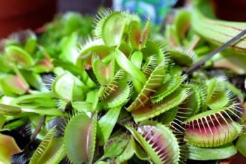 Venus Fly Trap | 9 Natural Ways to Get Rid of Flies | Home Remedies