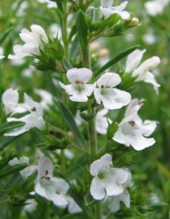 Winter Savory | How To Blend Edible Landscaping With Ornamentals [Infographic]