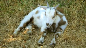 A fainting goat is a breed of domestic goat whose external muscles freeze for roughly ten seconds when the goat is startled | Best of Fainting Goats | Funny Goat Videos